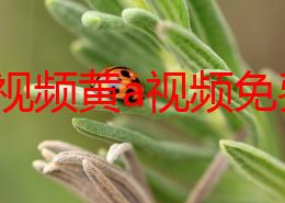 美女视频黄a视频免费全程，最新动态：该视频在社交平台上引发热议，吸引了大量观众关注与讨论