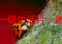 亚洲一级生活片：最新动态揭示了该系列在全球范围内的影响力与观众反馈，展现出多元文化交融的新趋势