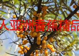 伊在人亚洲香蕉精品播放全新内容上线引发热议用户纷纷表示期待体验更多精彩瞬间