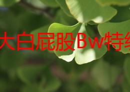 丰满大白屁股Bw特级，真是让人眼前一亮，完美的曲线令人心动不已！