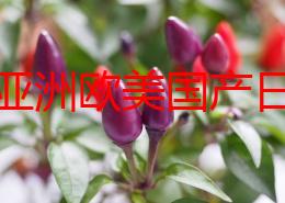 探索亚洲欧美国产日产综合不卡的多元文化交融与创新发展：新时代视角下的影视产业新趋势