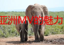 探索亚洲MV的魅力：日本MV在全球音乐文化中的独特地位与影响