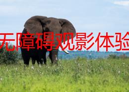 探索无障碍观影体验：全新免费一级毛片无遮挡资源大揭秘，尽享高清视听盛宴！