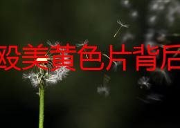 探索殴美黄色片背后的文化现象与社会影响，揭示其对观众心理的深远影响