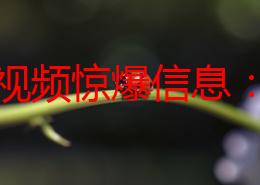 手机视频惊爆信息：最新研究显示观看手机视频时间过长可能导致视力下降和注意力分散，专家建议合理安排使用时间