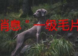 最新消息＂一级毛片人与动免费观看＂近日网络上流传的所谓“一级毛片人与动免费观看”内容，经查证为虚假信息，此类视频并不存在于任何合法平台，请广大网友提高警惕，避免被误导或欺诈