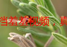 无遮挡羞羞视频，真是让人忍不住想点进去看看，内容到底是什么样的！