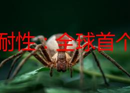 晓可耐性：全球首个智能耐心测试仪问世，助力心理健康新革命！