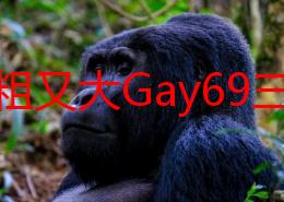 欧美粗又大Gay69三人，真是让人眼前一亮的组合，期待更多精彩内容！