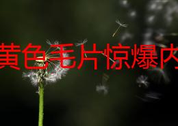 欧洲黄色毛片惊爆内幕：揭露行业黑幕与明星背后的秘密，震撼曝光让人瞠目结舌的真相浮出水面