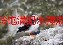 青木玲饱满奶水播放：最新动态引发热议，网友纷纷讨论其作品的艺术表现与情感深度