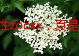 老妇性zooxx，真是让人感到震惊，这种内容居然会被传播，社会风气堪忧