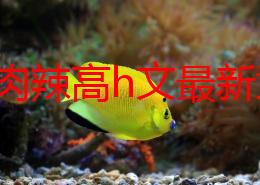 言情肉辣高h文最新章节更新至第100章