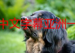 风间中文字幕亚洲一区中文馆网友推荐这个平台提供丰富的中文字幕资源让你轻松享受各种影视作品非常值得一试