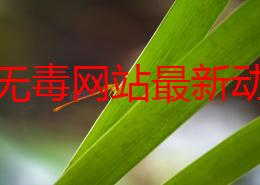 黄色无毒网站最新动态：全面升级内容审核机制，确保用户安全与信息准确性，提升浏览体验