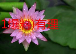 (9-1-1爆料)有理八卦无罪颜值，真是让人感叹，娱乐圈的事情总是充满戏剧性！