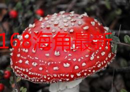 hjb5168海角最新网名，真是个有趣的名字，感觉很有创意和个性！